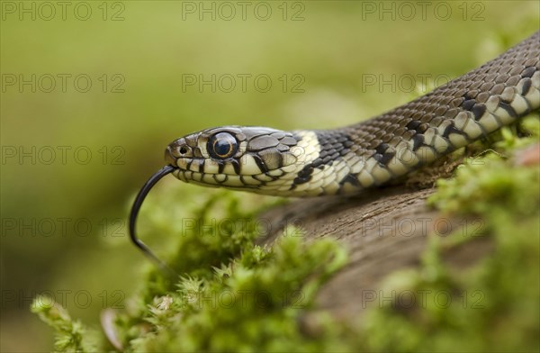 Grass snake