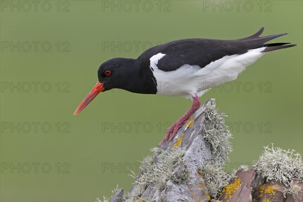 Eurasian Oystercatcher