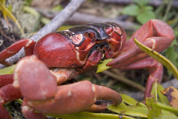 Christmas island red crab