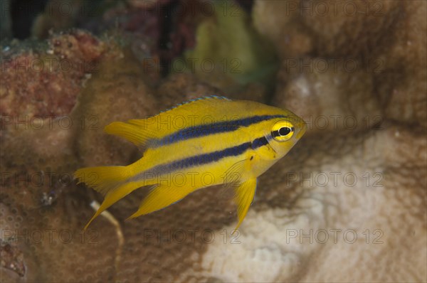 Behn's damselfish