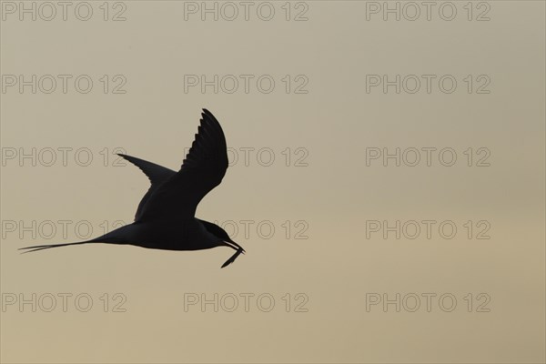 Arctic terns