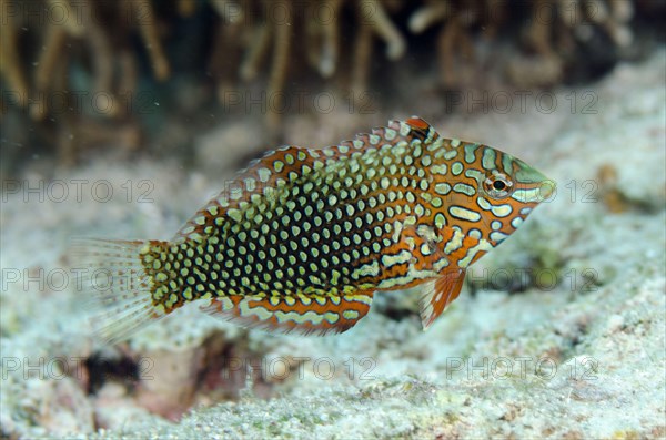 Leopard Wrasse