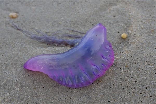 Portuguese Man of War