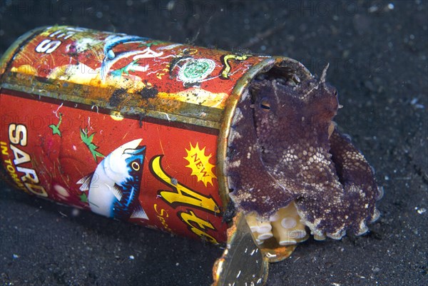 Adult coconut octopus