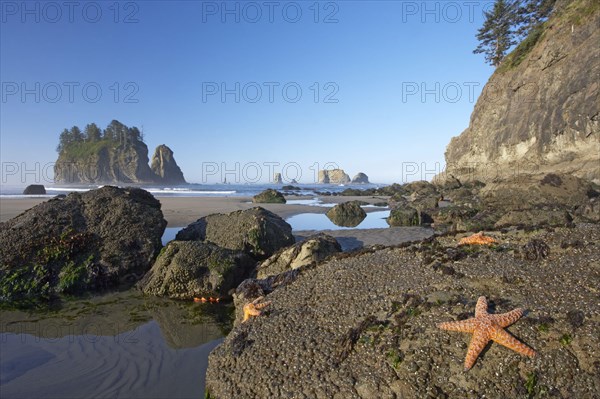 Ochre Seastar