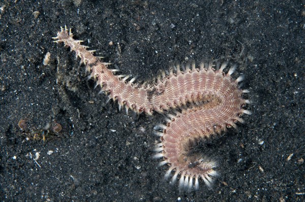 Striped Firebristle Worm