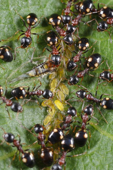 Tree-living Ant