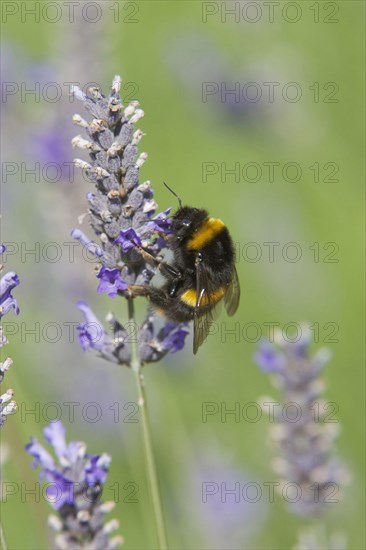 Buff-tailed Bumblebee