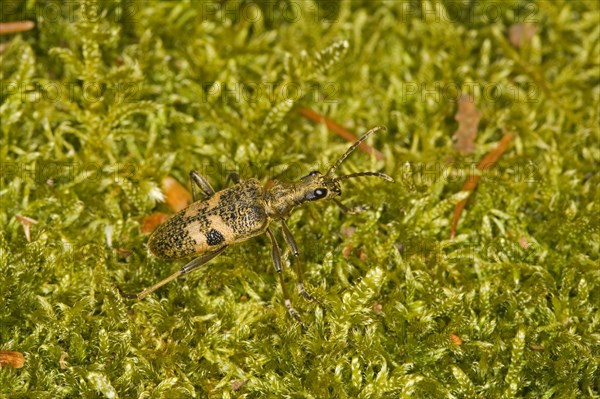 Blackspotted pliers support beetles