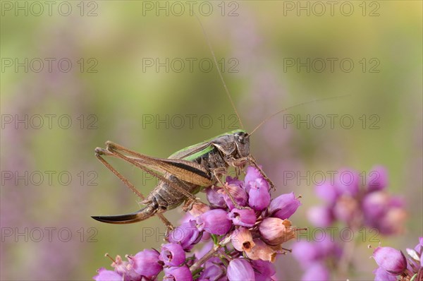 Bog Bush-cricket