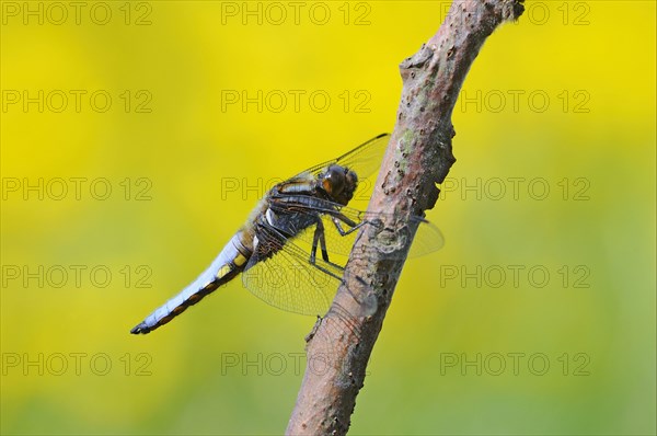 Broad-bodied Chaser adult male