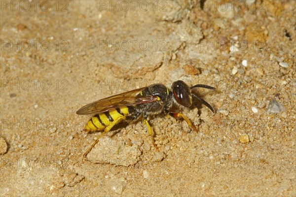 European Beewolf