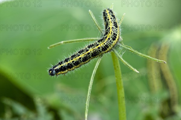 Large White