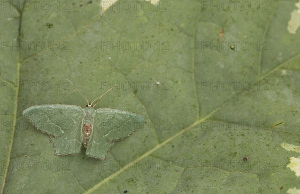 Common emerald