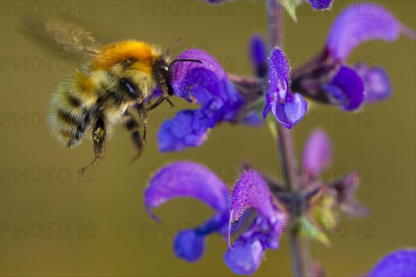 Brown-banded Carder Bee