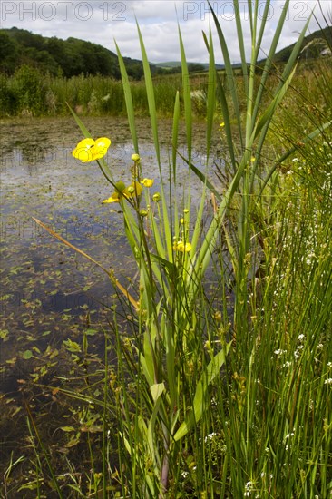 Greater spearwort