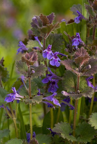 Ground ivy