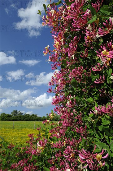 Wild Honeysuckle