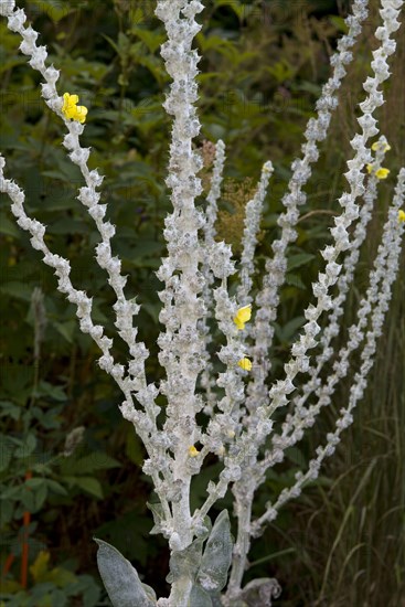 Greek Mullein