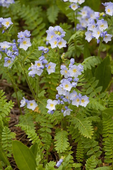 Delicate Jacob's Ladder