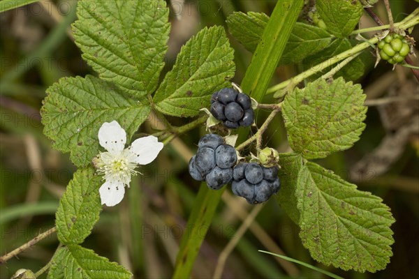 European Dewberry