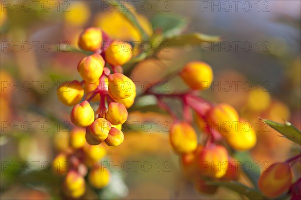 Darwin's darwin's barberry