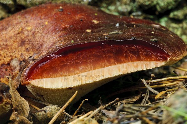 Fruiting body of Beefsteak beefsteak fungus