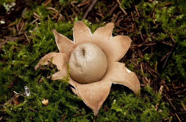 Rosy Earthstar