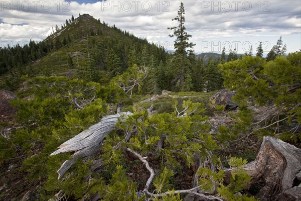 California incense cedar