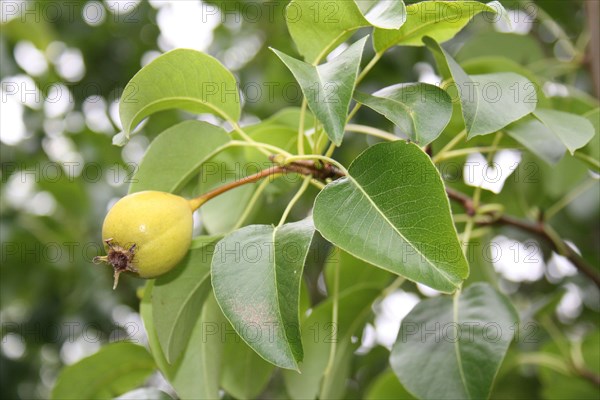 Wild Pear