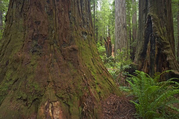 Coastal redwood