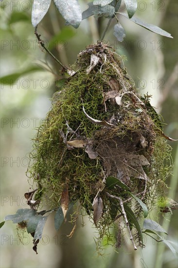 White-browed scrubwren