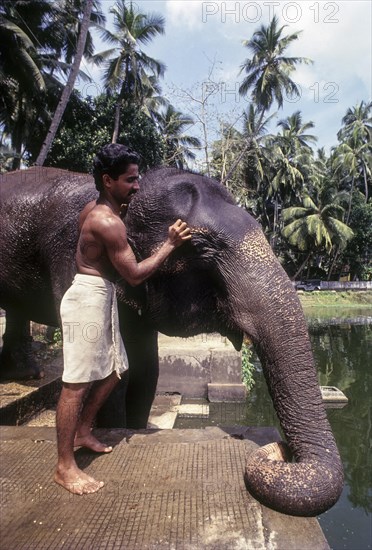 The temple elephant taking bath with the help of Mahout in the pond at Thiruvananthapuram or Trivandram