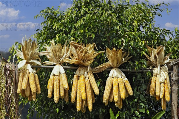 Corn cobs hanging to dry in five bundles on wooden pole