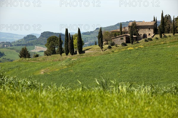 Farmhouse and mediterranean cypress