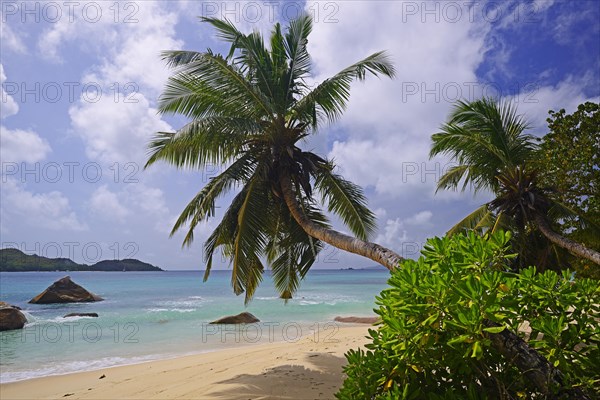 Beach and palm trees at Anse Boudin