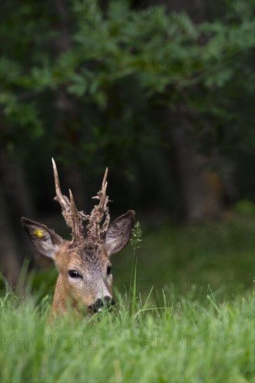 European roe deer