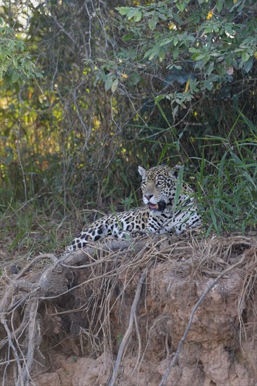 Female jaguar