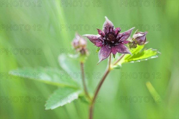 (Potentilla palustris)