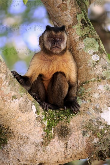 Brown Capuchin