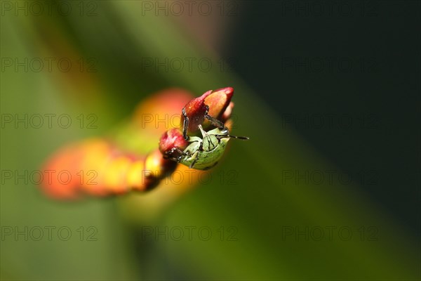 Green stink bug