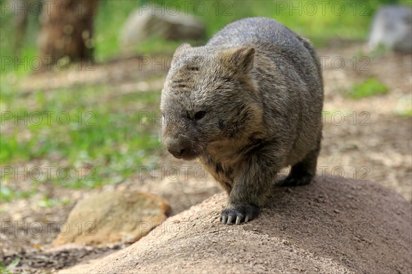 Common common wombat