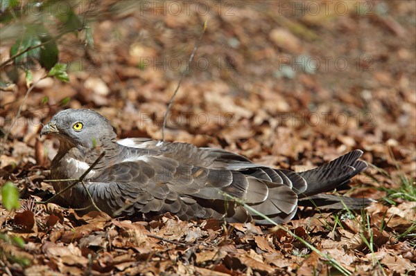 Honey buzzard