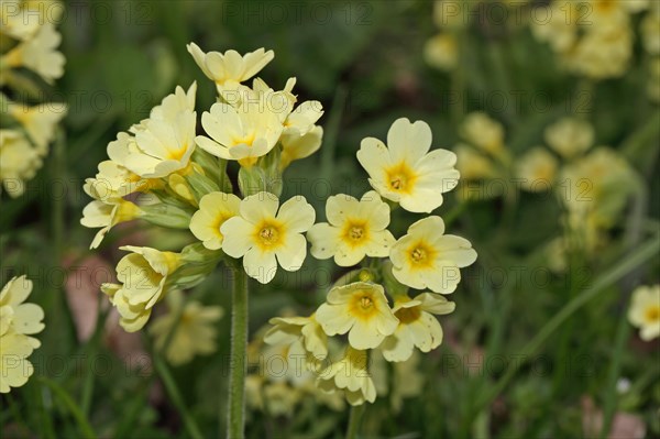 Forest Cowslip