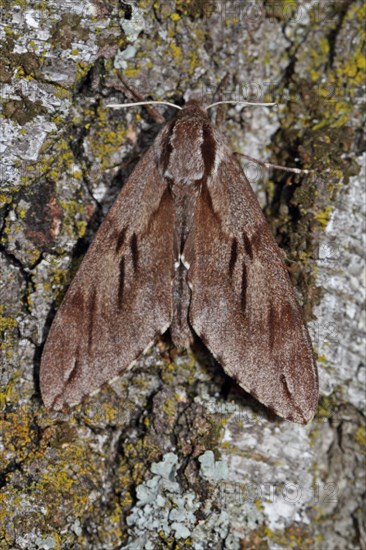 Pine Hawk Moth