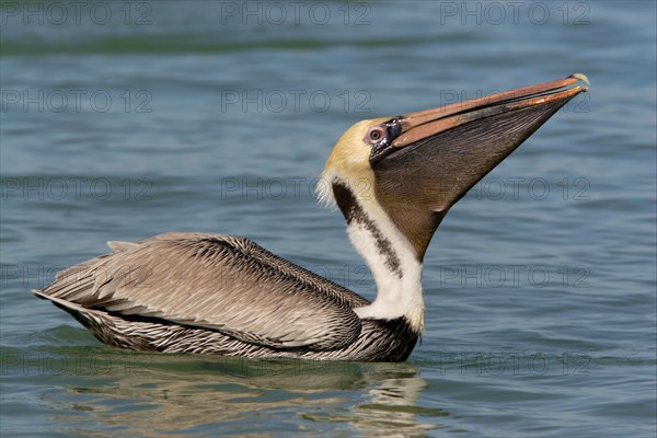 Brown Pelican