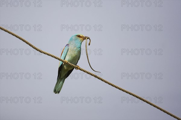 Adult Common european roller