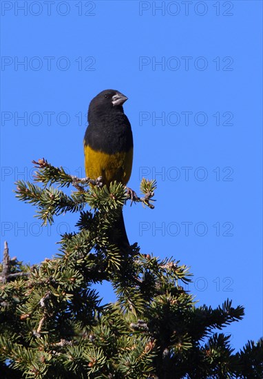 White-winged Grosbeak