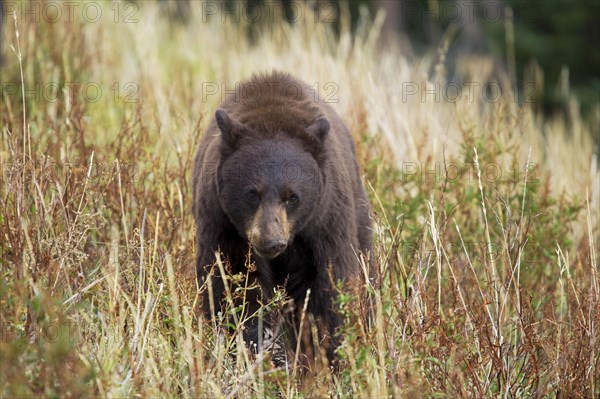 American Black Bear