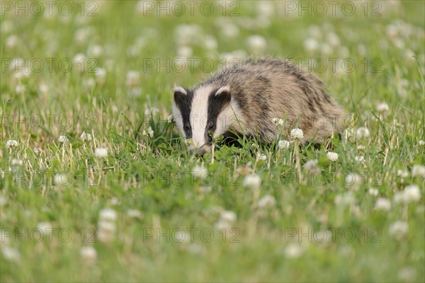 Eurasian Badger